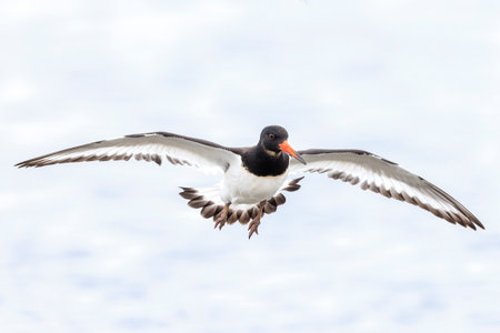 Closeup of a Eurasian oystercatcher wader bird, Haematopus ostralegus, in flightの写真素材