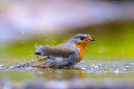 European robin Erithacus rubecula bird cleaning in waterの写真素材