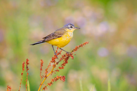 Closeup of a western yellow wagtail bird Motacilla flava singing in vegetation on a sunny day during...