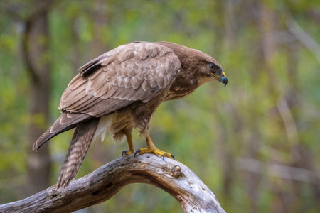 Common buzzard, Buteo Buteo, bird of prey perched in a tree in a forest