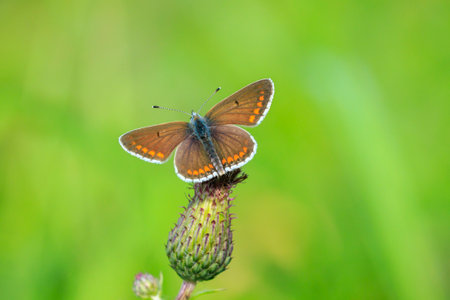 Close up of the brown argus butterfly, Aricia agestis, pollinating in a flowers field. Top view, open wingsの写真素材