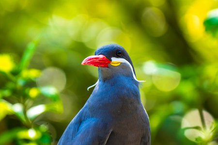 The Inca tern Larosterna inca bird has dark gray body, white mustache and red-orange beak and feet. Breeds on the coast of Peru, Chile and Ecuador South America.の写真素材