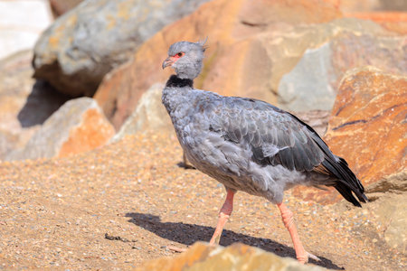 Closeup of a Southern screamer, chauna torquata, walking between the rocksの写真素材