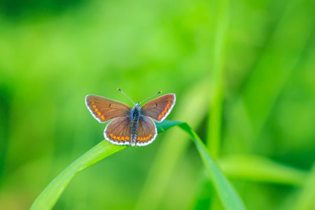 Close up of the brown argus butterfly, Aricia agestis, pollinating in a flowers field. Top view, open wingsの写真素材