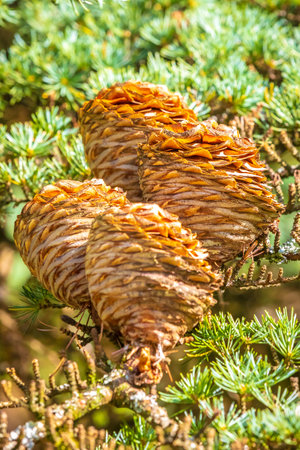 Cones on a coniferous tree, Larix spec. Fresh green branches of a larch tree with spring needles on a sunny day.の写真素材