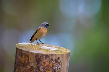 Closeup of a common redstart bird, Phoenicurus phoenicurus, perched on the ground in search of...