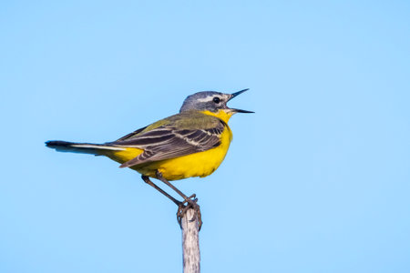 Closeup of a male western yellow wagtail bird Motacilla flava singing in vegetation on sunset during spring season.の写真素材