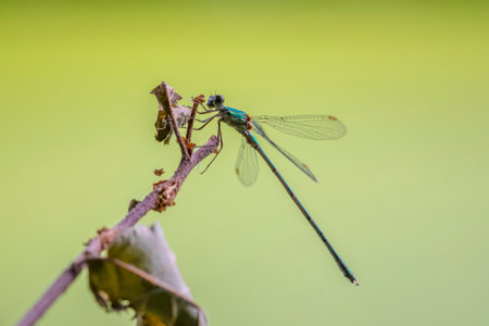 Detail closeup of a western willow emerald damselfly, Chalcolestes viridis, insect resting in the...
