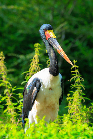 Close up portrait of a colorful saddle-billed stork, Ephippiorhynchus senegalensis, standing in a green meadow.の写真素材