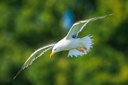 lesser black-backed gull, Larus fuscus, in flight. Backlit by the sun light the feathers are lit brightly.の写真素材