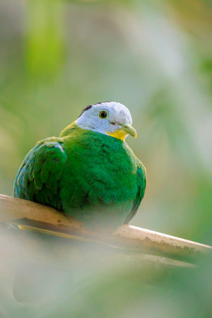 Closeup of a black-naped fruit dove, Ptilinopus melanospilus, also known as black-headed fruit dove