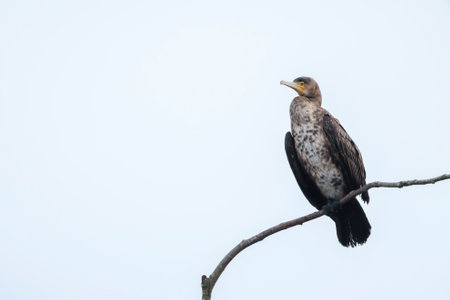 Black cormorant, Phalacrocorax carbo, lets its wings dry in a tree. This is characteristic behavior for a cormorant.の写真素材