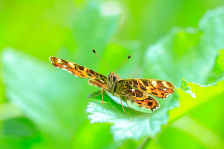 Close-up of the Map butterfly, Araschnia levana, in spring season outfit with wings open,