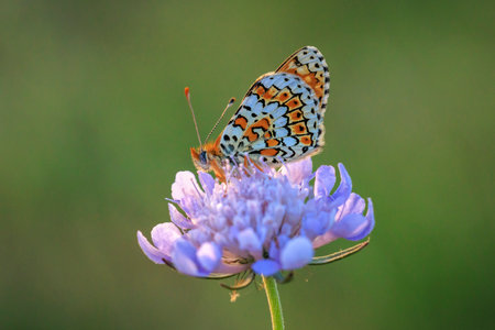 Close-up of Glanville fritillary, Melitaea cinxia, butterfly mating in a meadowの写真素材