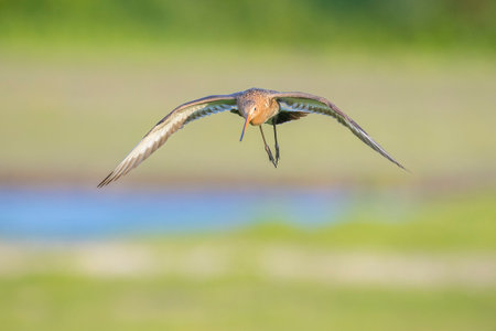 Black-tailed godwit Limosa Limosa in flight against a blue sky. Most of the European population wide...