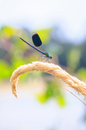 Closeup of a beautiful banded demoiselle Calopteryx splendens male dragonfly or damselfly restingの写真素材