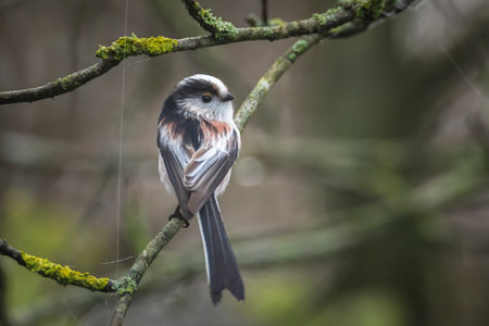 Closeup of a long-tailed tit or long-tailed bushtit, Aegithalos caudatus, bird foraging in a forest during Autumn. A tiny round-bodied tit with a short, stubby bill and a very long, narrow tail.の写真素材