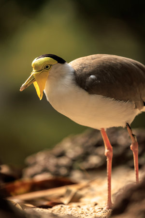 Closeup of a masked lapwing, vanellus miles, wader bird foraging in a forestの写真素材