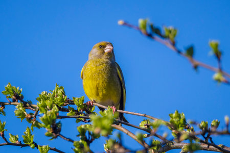 Colorful greenfinch male bird Chloris chloris singing in Springtime