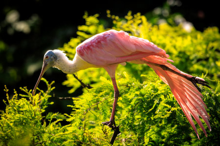 Roseate spoonbill Platalea ajaja is a gregarious wading bird of the ibis and spoonbill family, Threskiornithidae.の写真素材