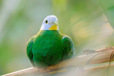 Closeup of a black-naped fruit dove, Ptilinopus melanospilus, also known as black-headed fruit dove