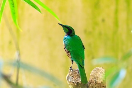 Closeup of an emerald starling, Lamprotornis iris, also known as the iris glossy starling
