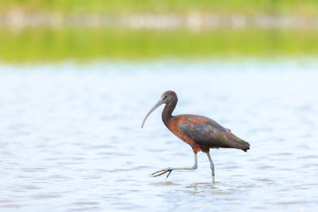 Closeup of a Glossy ibis, Plegadis falcinellus, wader bird in breeding plumage foraging in water