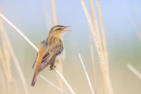Closeup of a Sedge Warbler bird, Acrocephalusschoenobaenus, singing to attract a female during...