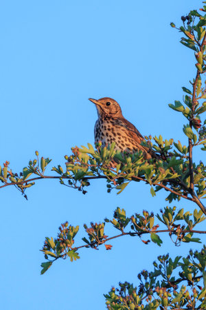 Closeup of a Song thrush Turdus philomelos bird singing in a tree during a warm sunset Springtime...