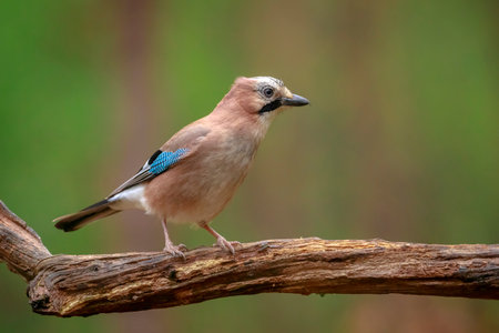Close-up of a Eurasian jay Garrulus glandarius in a forest foraging insects to feed.