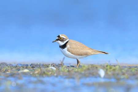 Closeup of a Little ringed plover, Charadrius dubius, foraging on the floorの写真素材