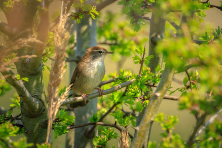 Closeup of a Cetti's warbler, cettia cetti, bird singing and perched in a green forest during...