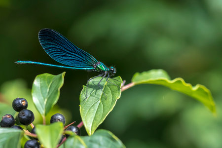 Closeup of a beautiful demoiselle, Calopteryx virgo, dragonfly resting on vegetation
