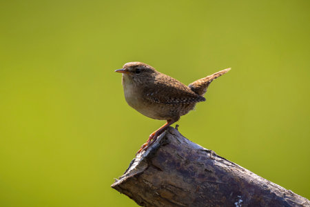 Closeup of a Eurasian Wren bird, Troglodytes troglodytes, bird perched in a forest