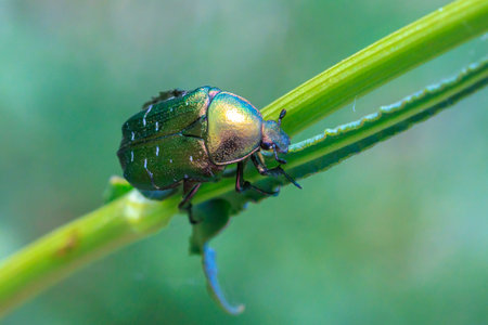 Closeup of a cetonia aurata, green rose chafer beetle climbing a grass stem in a meadow