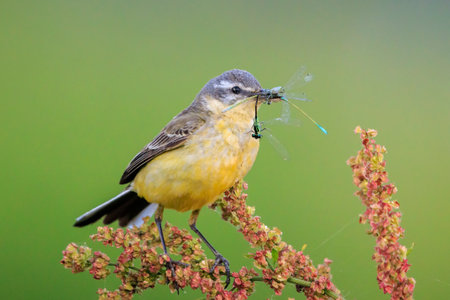 Closeup of a hunting western yellow wagtail bird Motacilla flava with prey in beak.