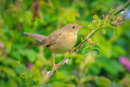 Grasshopper warbler bird Locustella naevia on a tree branch during springtime in a forest.