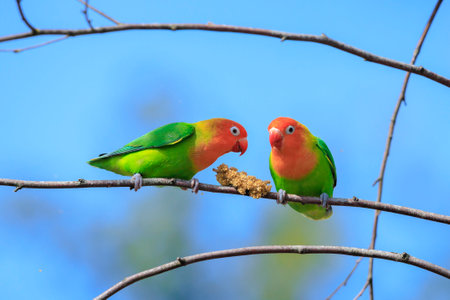 Closeup of the colorful Fischer's lovebird, Agapornis fischeri, parrot bird perched