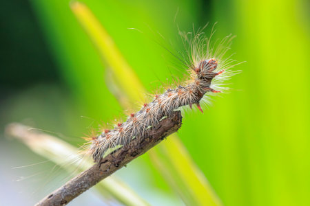 Gypsy moth or spongy moth , Lymantria dispar, caterpillar crawling and climbing. Selective focus...