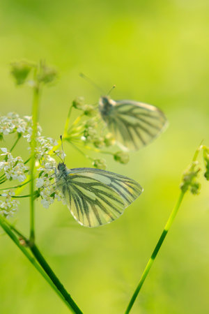 Green-veined white butterfly, Pieris napi, resting in a meadow foraging on white flowersの写真素材