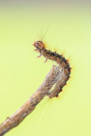 Gypsy moth or spongy moth , Lymantria dispar, caterpillar crawling and climbing. Selective focus...