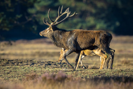 Red deer male, cervus elaphus, rutting during mating season on a field near a forest in purple heather blooming. National park de Hoge Veluwe, the Netherlands Europe.の写真素材