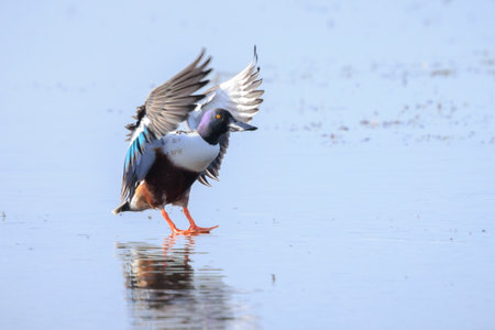 Northern shoveler male waterfowl Spatula clypeata or Anas clypeata, in flightの写真素材