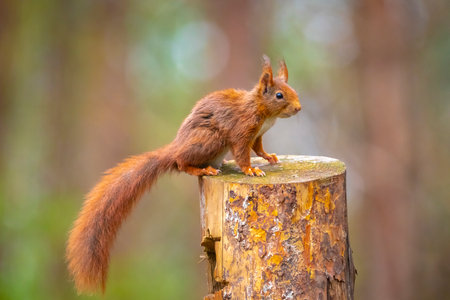 Eurasian red squirrel, Sciurus vulgaris, foraging in a forestの写真素材