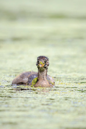 Close-up of a little grebe juvenile, Tachybaptus ruficollis, swimmingの写真素材