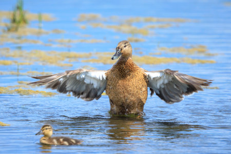A female mallard dabling duck, Anas platyrhynchos, swimming towards the camera.の写真素材