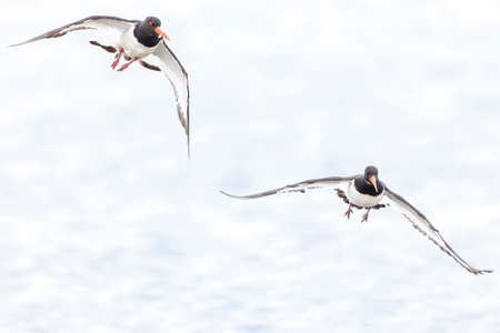 Closeup of a Eurasian oystercatcher wader bird, Haematopus ostralegus, in flightの写真素材