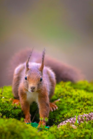 Eurasian red squirrel, Sciurus vulgaris, foraging in a forestの写真素材