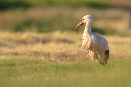 Stork, Ciconia ciconia, foraging in grass on a river bank.の写真素材