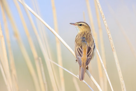 Closeup of a Sedge Warbler bird, Acrocephalusschoenobaenus, singing to attract a female during breeding season in Springtimeの写真素材